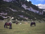 Clicca qui sopra per ingrandire l'immagine